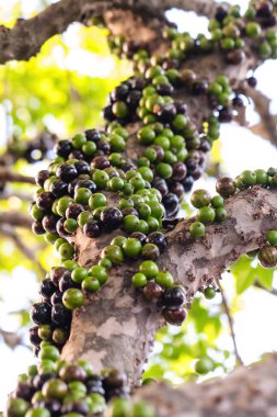 Jabuticaba ya da jaboticaba, Brezilya 'nın Atlantik Ormanı' na özgü bir meyve ağacı olan jaboticabeira veya jabuticabeira 'nın meyvesidir..