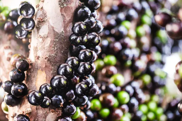 stock image jabuticaba or jaboticaba is the fruit of the jaboticabeira or jabuticabeira, a Brazilian fruit tree from the myrtaceae family, native to the Atlantic Forest.