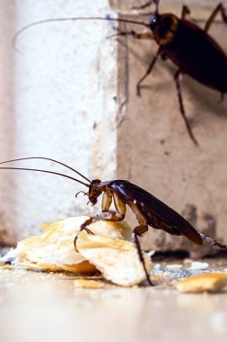 Kapıdan içeri bir sürü hamamböceği giriyor. Böceklerin ve böceklerin kontrolü, kirlenme riski