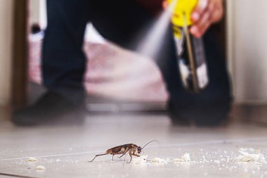 Hamamböceklerinin kapalı yerlerde öldürülmesi, aerosol zehirlenmesi, böcek istilası, böcek tespiti.