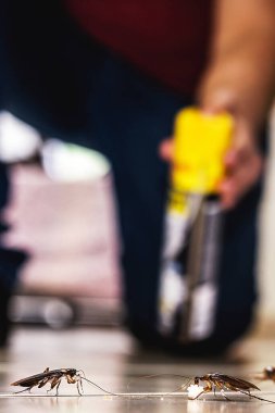 Hamamböceklerini zehirli spreyle öldüren kişi, kirli zeminde hamamböceği, tespit edilmesi gereken kişi.