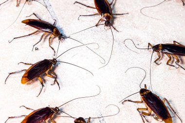 Yere düşen şekeri yiyen ev yapımı kırmızı hamamböcekleri. Hamamböceği istilası, evde böcek sorunu