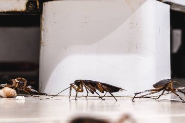 Kirli mutfak zemininde yürüyen ve sürünen hamamböcekleri, pis dondurma salonundaki böcekler, evde tespit edilmeye ihtiyaç duyarlar.