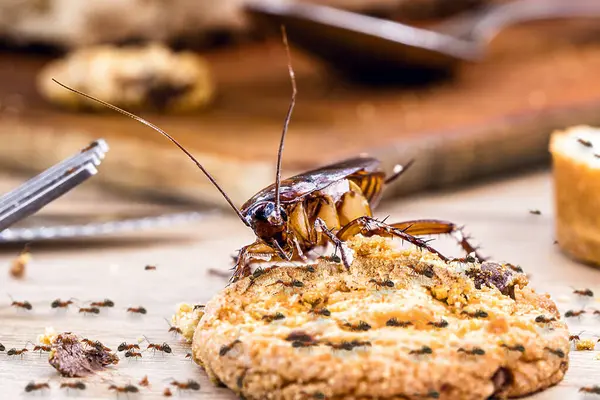 Ordinary American Cockroach Ants Cockroach Eating Cookie Dirty Table Poor Stock Photo