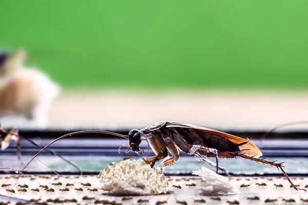 Cucaracha Americana Comiendo Migas Suelo Sucio Con Muchas Hormigas Alrededor Imagen De Stock