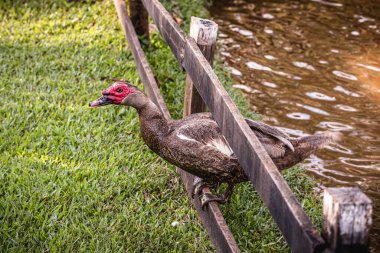 Muscovy Duck - Cairina moschata, wild duck or wild duck, raised on a farm, guard bird on farms in Minas Gerais, Brazil. clipart