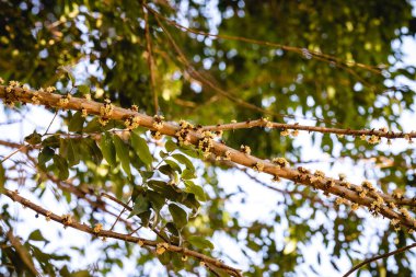 Jabuticaba çiçeğinin başlangıcı, Jabuticaba çiçeklerinin Jabuticabeira ağacında büyümesi, makro fotoğraf