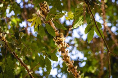 Jabuticaba çiçeğinin başlangıcı, Jabuticaba çiçeklerinin Jabuticabeira ağacında büyümesi, makro fotoğraf