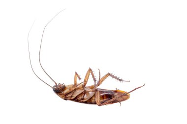 İzole edilmiş beyaz arka planda yaygın Amerikan hamamböceği, kopyalama alanı ile tam boy kenar görünümü.