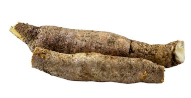 Brezilya manyok, Euphorbiaceae familyasından bir tüberküloz türü..