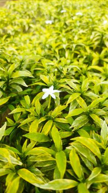 Jasmine diğer bir deyişle Jasminum sambac, Bhutan 'dan Hindistan' a kadar uzanan doğal çeşitliliğe sahip bir yasemin türüdür..