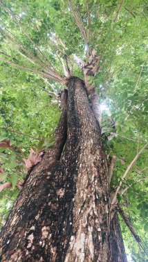 Büyük, yemyeşil ağaçlar kütüklerine kadar kesilmiş, ormansızlaşma teması için mükemmel.