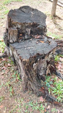 Büyük, yemyeşil ağaçlar kütüklerine kadar kesilmiş, ormansızlaşma teması için mükemmel.