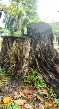 Büyük, yemyeşil ağaçlar kütüklerine kadar kesilmiş, ormansızlaşma teması için mükemmel.