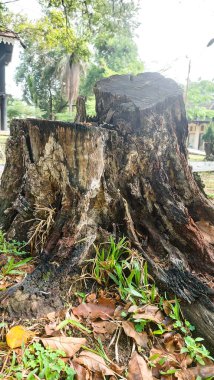 Büyük, yemyeşil ağaçlar kütüklerine kadar kesilmiş, ormansızlaşma teması için mükemmel.