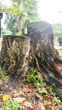 Büyük, yemyeşil ağaçlar kütüklerine kadar kesilmiş, ormansızlaşma teması için mükemmel.