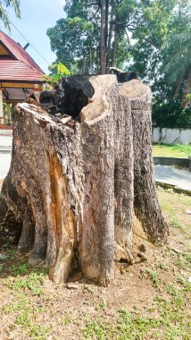Büyük, yemyeşil ağaçlar kütüklerine kadar kesilmiş, ormansızlaşma teması için mükemmel.