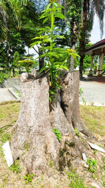Kesilen büyük bir ağaç, sadece kütük kalır, küçük, taze, yeşil dallar büyümeye başlar.