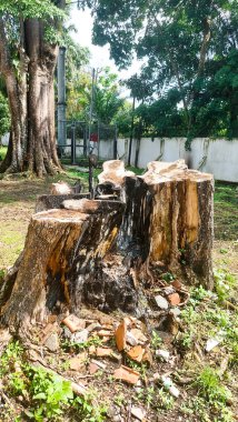 Kesilen büyük bir ağaç, sadece kütük kalır, küçük, taze, yeşil dallar büyümeye başlar.