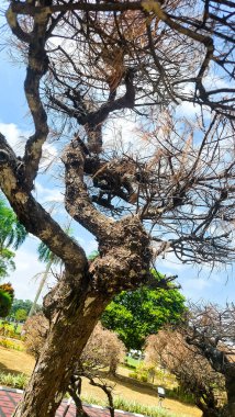 Parkın ortasında yaprakları kuruyan bir çam ağacı.
