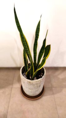 Yılan bitkisi havayı temizler.