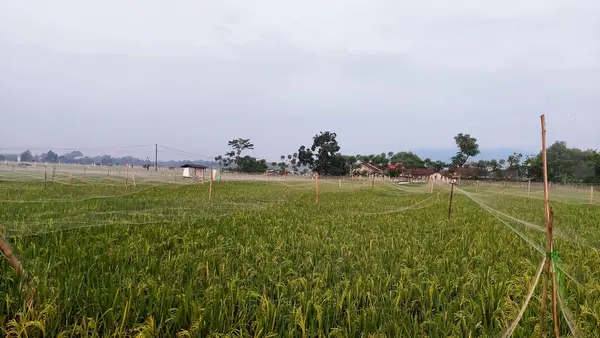 Pirinç tarlasının tepesinde kuşları püskürtmek için plastik halat var.