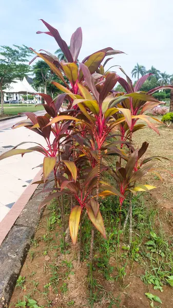 Görüntüdeki bitki Cordyline fruticosa, genellikle ti bitkisi, lahana palmiyesi veya iyi şans bitkisi olarak bilinir.