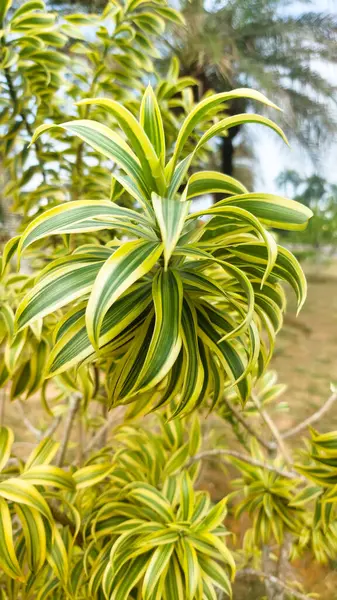 Pleomele, çiçekli bitkilerin eski bir cinsidir. Tüm türleri artık Dracaena cinsine yerleştirilmiştir..