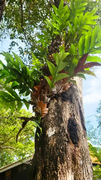 Büyük, yemyeşil ağaçlar kütüklerine kadar kesilmiş, ormansızlaşma teması için mükemmel.