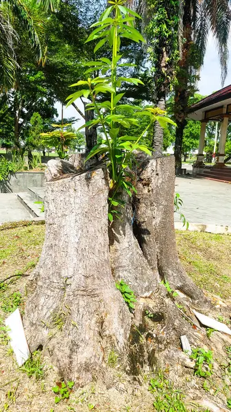 Kesilen büyük bir ağaç, sadece kütük kalır, küçük, taze, yeşil dallar büyümeye başlar.