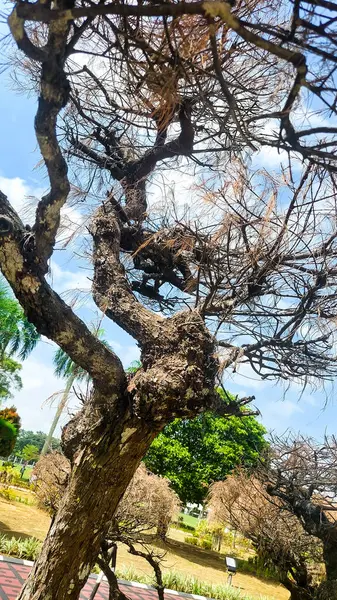 Parkın ortasında yaprakları kuruyan bir çam ağacı.