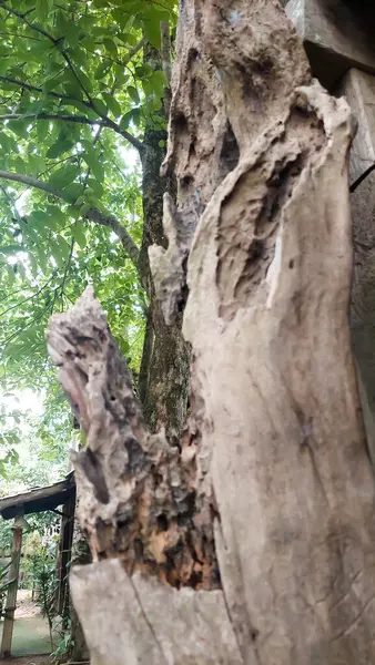 Kuruyan yaşlı ağaç eski dokusunu gösterir.