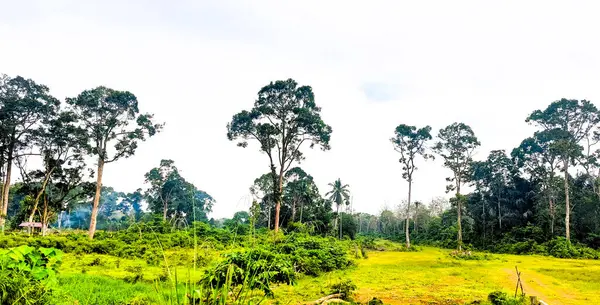 Gölgeli ağaçlar ve tiyatro koltukları olan bir park.