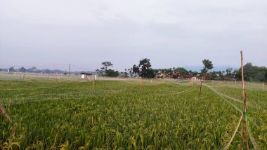 Pirinç tarlası olan güzel bir manzara.