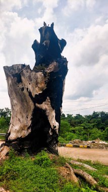Kesilmiş ve gövdesi yanmış büyük bir ağaç. Bu yüzden kömürleşmiş. Ormanların yok edilmesi için uygun.