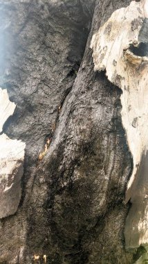 Kesilmiş ve gövdesi yanmış büyük bir ağaç. Bu yüzden kömürleşmiş. Ormanların yok edilmesi için uygun.