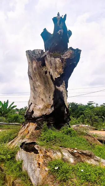 Büyük ağaç kütükleri kesilip yakılmış, ormancılık ve ormansızlaştırma temaları için uygun