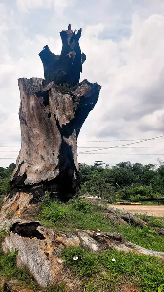 Kesilmiş ve gövdesi yanmış büyük bir ağaç. Bu yüzden kömürleşmiş. Ormanların yok edilmesi için uygun.