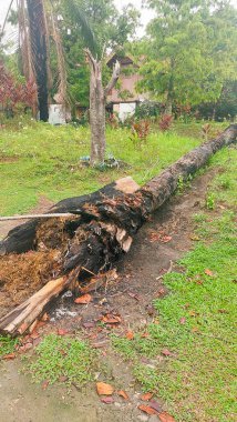Gövdesi kesilmiş ve yanmış büyük bir ağaç orman tahribatı teması için uygundur