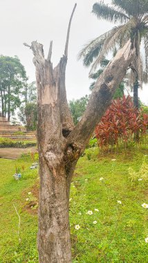 Gövdesi kesilmiş ve yanmış büyük bir ağaç orman tahribatı teması için uygundur