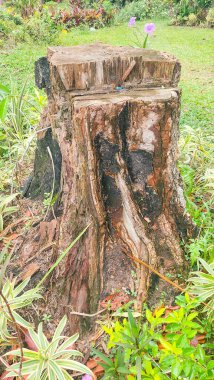 Gövdesi kesilmiş ve yanmış büyük bir ağaç orman tahribatı teması için uygundur