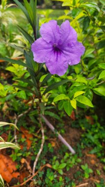 Ruellia simplex, Meksika petunyası, Meksika 'nın yabani petunyası, Acanthaceae familyasından Meksika, Karayipler ve Güney Amerika' ya özgü bir bitki türüdür..