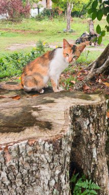Büyük bir ağaçtaki kedi gövdesi kesilmiş ve yakılmış. Ormanların yok edilmesi için uygun.