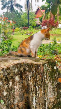 Büyük bir ağaçtaki kedi gövdesi kesilmiş ve yakılmış. Ormanların yok edilmesi için uygun.