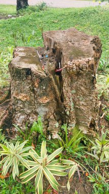 Gövdesi kesilmiş ve yanmış büyük bir ağaç orman tahribatı teması için uygundur