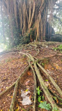 Büyük banyan ağacı, gür yaprakları ve yüksek kökleri ile sihirli bir element ekler..