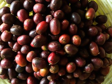 Kahve çekirdekleri hala ıslak.