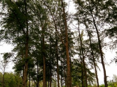 Yükselen çam ağaçları