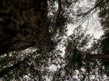 Yükselen çam ağaçları