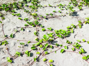 Beyaz kum ve güzel çam ağaçları ile Bengkulu 'da (Pantai Panjang) uzun sahil
